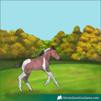 Horse Color:Amber Champagne Tobiano