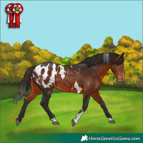 Horse Color:Bay Tobiano Appaloosa Rabicano