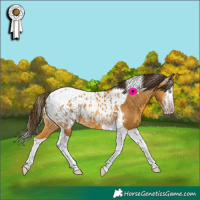 Horse Color:Gray Amber Cream Champagne Splash Tobiano Appaloosa Rabicano 