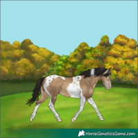 Horse Color:Gray Amber Champagne Dun Tobiano