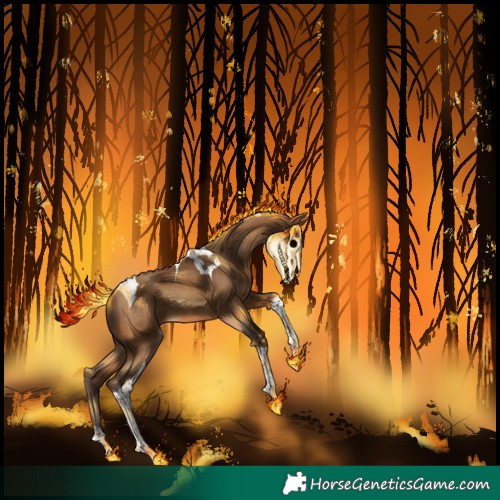 Horse Color:Gray Amber Champagne Tobiano 