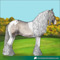 Horse Color:Silver Blue Onyx Tobiano Appaloosa 