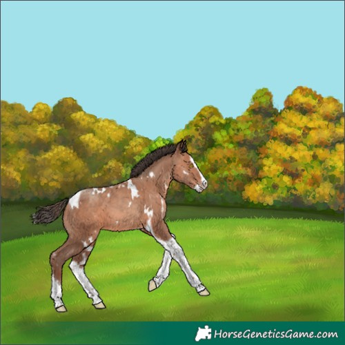 Horse Color:White Spotted Sable Champagne Splash Tobiano 