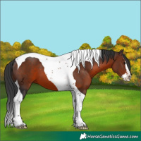 Horse Color:Brown Splash Tobiano 