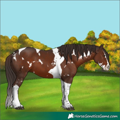 Horse Color:White Spotted Liver Chestnut Splash Tobiano 