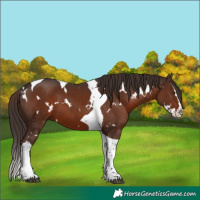 Horse Color:White Spotted Liver Chestnut Splash Tobiano 