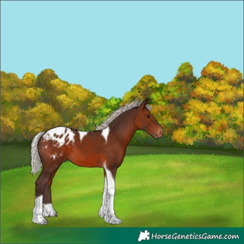 Horse Color:Silver Brown Tobiano Appaloosa 