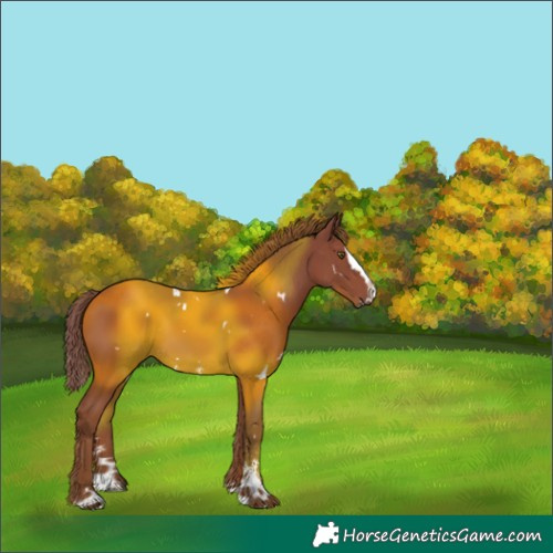 Horse Color:White Spotted Chestnut Sabino Splash 