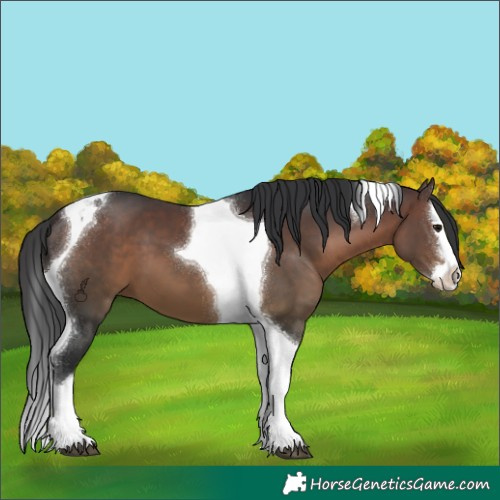 Horse Color:Brown Splash Tobiano