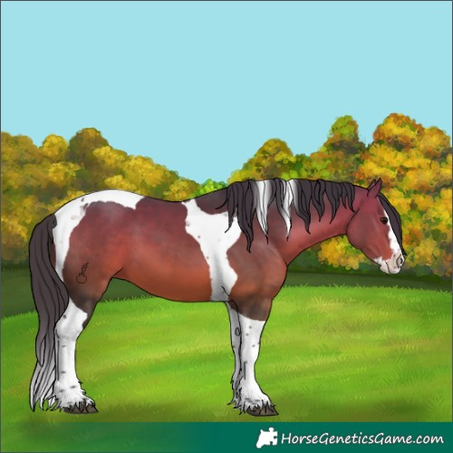 Horse Color:Bay Splash Tobiano