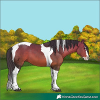 Horse Color:Bay Splash Tobiano 