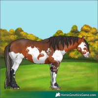 Horse Color:Bay Splash