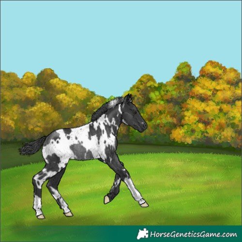 Horse Color:White Spotted Black Rabicano 