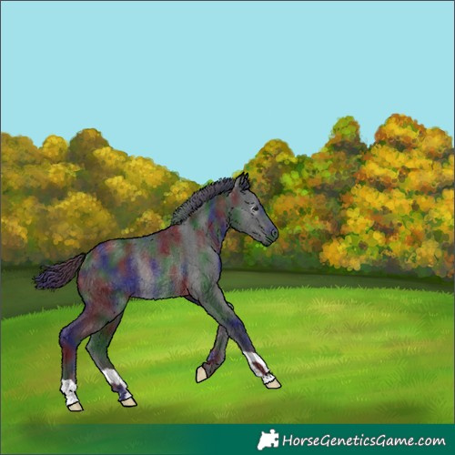 Horse Color:Gray Nacre Black Rabicano 