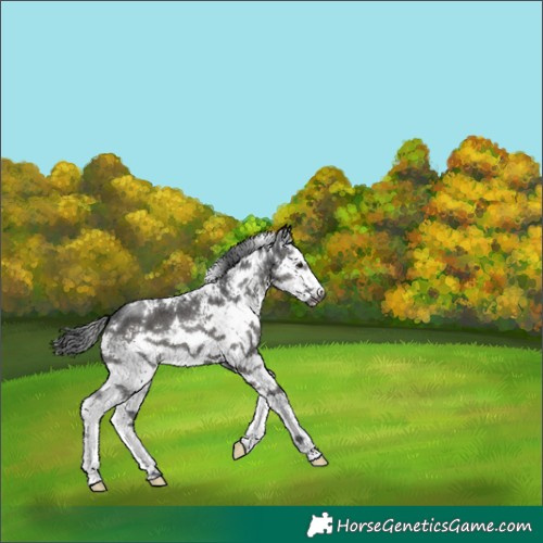 Horse Color:White Spotted Black 