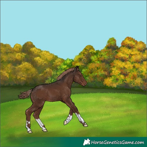 Horse Color:Liver Chestnut 