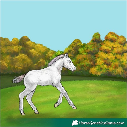 Horse Color:Nacre White Spotted Silver Black 