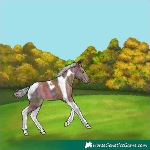 Horse Color:Nacre Silver Black Tobiano 