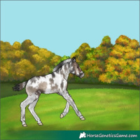 Horse Color:White Spotted Blue Onyx 