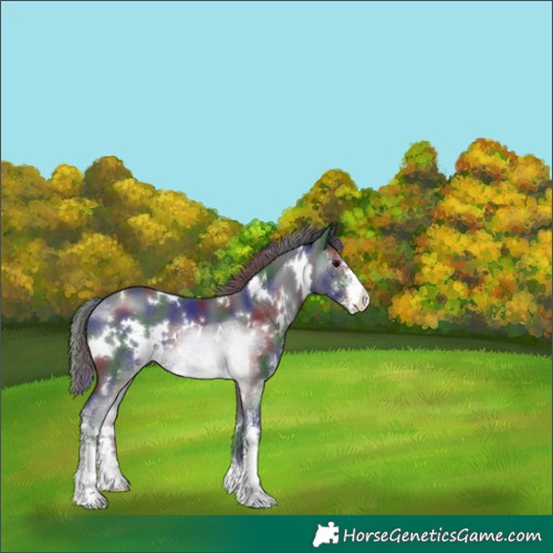 Horse Color:Nacre White Spotted Black Sabino 