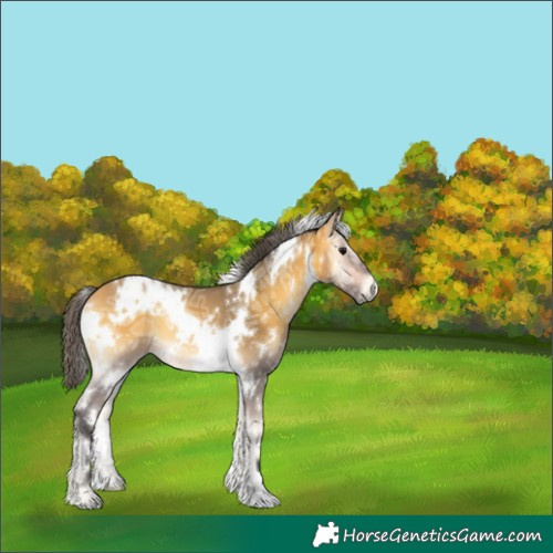Horse Color:White Spotted Buckskin Ice Onyx 