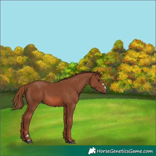 Horse Color:Chestnut 