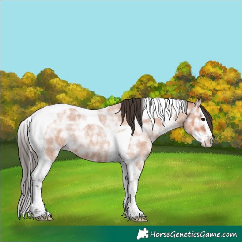 Horse Color:Bay Ice Roan Splash Tobiano 