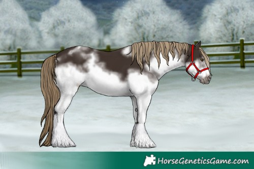Horse Color:White Spotted Liver Chestnut Tobiano Frame 