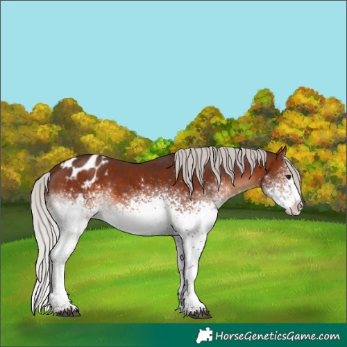 Horse Color:White Spotted Silver Brown Sabino Appaloosa Rabicano