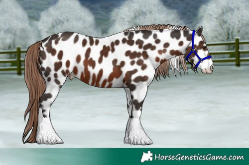 Horse Color:Liver Chestnut Tobiano Near Leopard