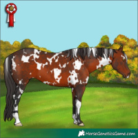 Horse Color:White Spotted Bay 