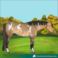 Horse Color:White Spotted Buckskin Dun 