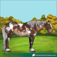Horse Color:White Spotted Silver Brown 