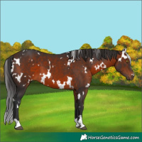 Horse Color:White Spotted Brown 