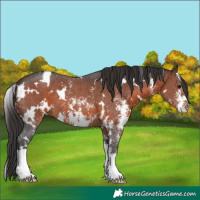 Horse Color:White Spotted Brown Sabino 