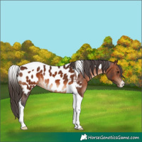 Horse Color:Brown Tobiano Near Leopard 