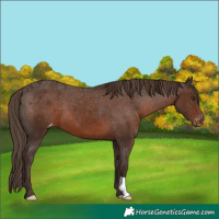 Horse Color:Liver Chestnut Appaloosa 