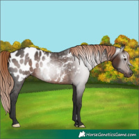 Horse Color:Gray Liver Chestnut Appaloosa