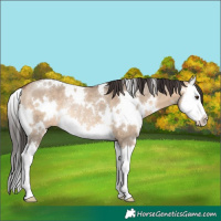 Horse Color:White Spotted Bay Dun Splash Rabicano 