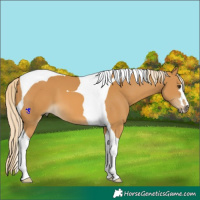 Horse Color:Palomino Tobiano 
