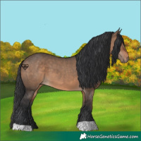 Horse Color:Brown Dun 
