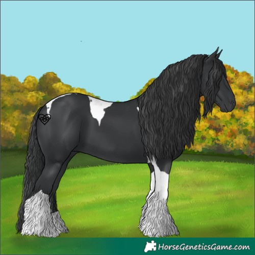 Horse Color:Black Tobiano