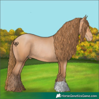 Horse Color:Bay Pearl Rabicano 