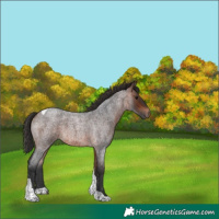 Horse Color:Bay Roan Tobiano 