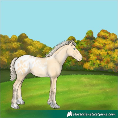 Horse Color:Palomino Pearl Blanket