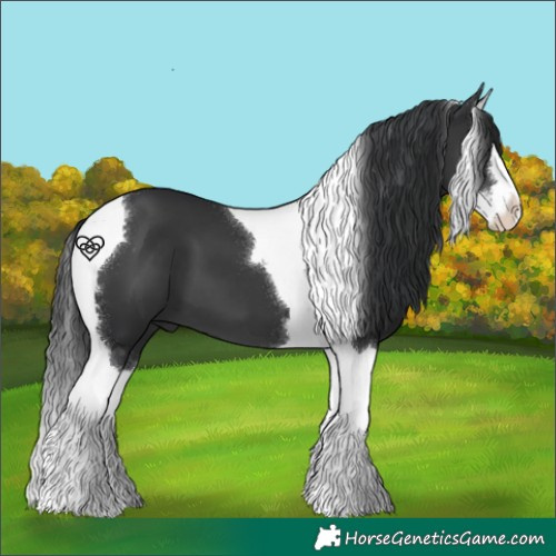 Horse Color:Black Splash Tobiano 