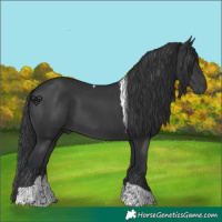 Horse Color:Black Tobiano 