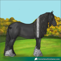 Horse Color:Black Tobiano 