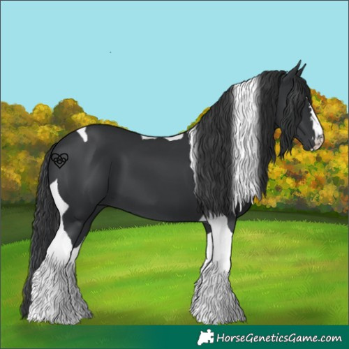 Horse Color:Black Tobiano 