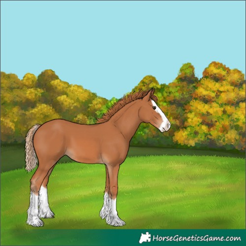 Horse Color:Chestnut Splash 